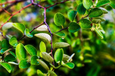 Endonezya 'da daun bidara denilen küçük bitkisel yaprak. Ziziphus mauritiana yaprakları, Hint jujube, Hint eriği Çin tarihi ve Çin elması ile de popülerdir..