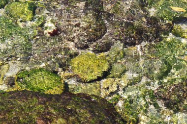 Tulungagung 'daki Ngalur sahilindeki kayaların arasında yosun yetişen berrak deniz suyu.