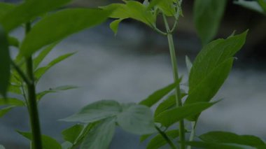 Durham 'daki Nehir Giysisi' ndeki yapraklarla çerçevelenmiş çözülmüş su akışı. Arkaplan videosu