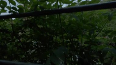 Durham Katedrali ve River 'ın güzel bir bahar akşamında giyindiğini gösteren parmaklıkların arkasında kamera yükseliyor..