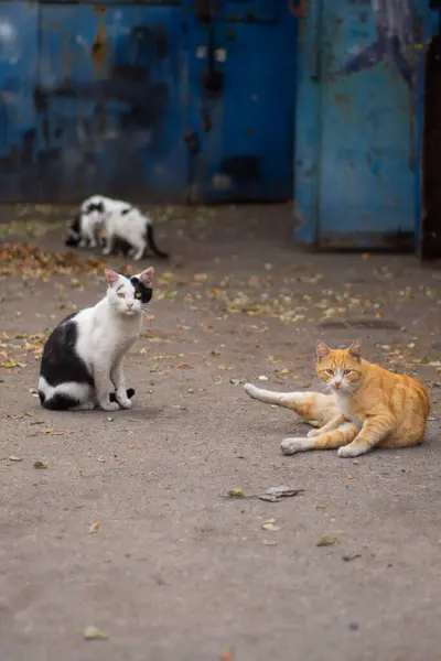 Terk edilmiş bir bölgenin arka planında sokak kedileri, bir sokak kedisi ailesi.