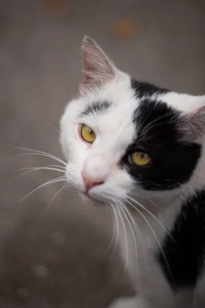 Sığınak kedisinin üzgün yüzü, sokak kedisi, yakın plan, üzgün gözler.
