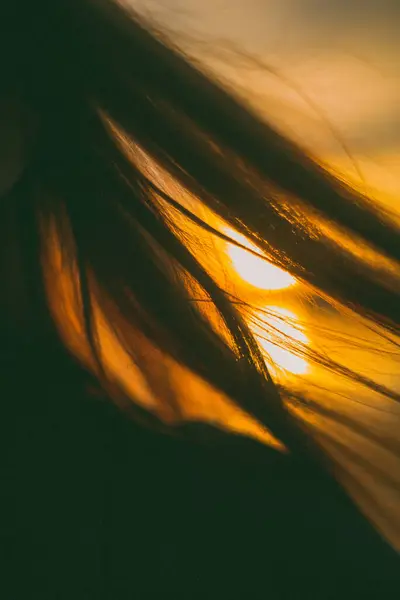 Batan güneşe, ılık rüzgara, bahara karşı dalgalanan saçlar..