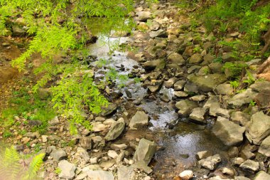 Ormanda kayaları, doğa geçmişi olan güzel bir nehir.