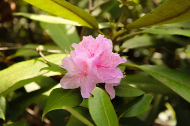 Gündüz vakti bahçedeki pembe çiçek