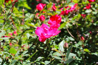 Bahçedeki Güzel Pembe Gül