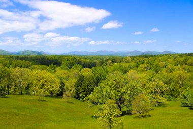 Güzel yeşil orman ve ağaçların gökyüzü manzarası.