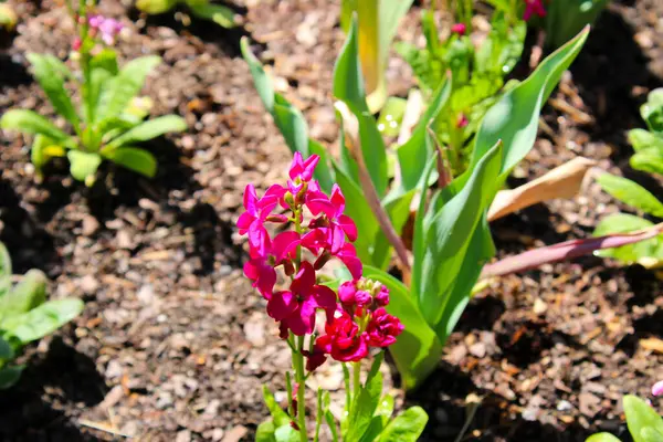 Stock image the beautiful flower of the hyacinth, close - up