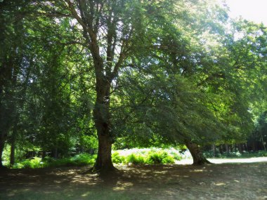 Rüzgar, bahçedeki ağaçların yapraklarını sallıyor.
