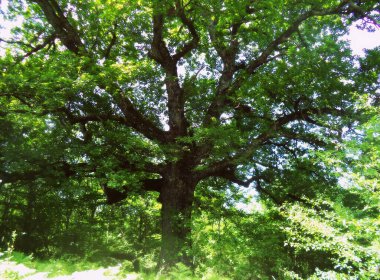 Görkemli yeşil ağaçlar ve mavi gökyüzü