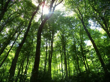 Ormanın güzel manzarası, Cantabria Sekoya Ormanı