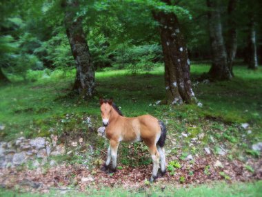 beautiful wild foal in the forest of the Urbasa natural park, Navarra clipart