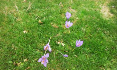 Ptalos de Flores, Lila en el Jardn del Hogar. Tanıdık geliyor.