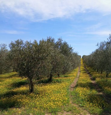 olive tree in the field with spring flowers clipart