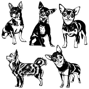 Siyah köpeklerin vektör kümesi. Chihuahua simgeleri