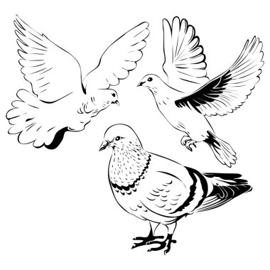 Güvercin kuşu silueti. Aşk kuşu şirin. Evcil hayvan dükkanının güvercin logosu.