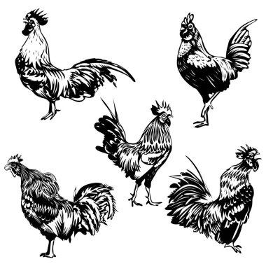 tavuk ve horoz shillouette gerçekçi resimleme ikonu ile.