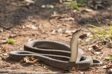 Son derece zehirli bir kara mamba (Dendroaspis polilepis) vahşi doğaya salınırken fotoğraflandı