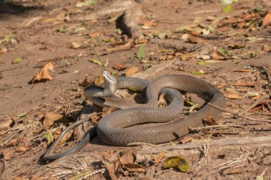 Son derece zehirli bir kara mamba (Dendroaspis polilepis) vahşi doğaya salınırken fotoğraflandı