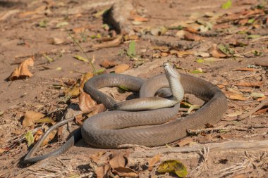 Son derece zehirli bir kara mamba (Dendroaspis polilepis) vahşi doğaya salınırken fotoğraflandı