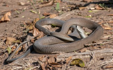 Son derece zehirli bir kara mamba (Dendroaspis polilepis) vahşi doğaya salınırken fotoğraflandı