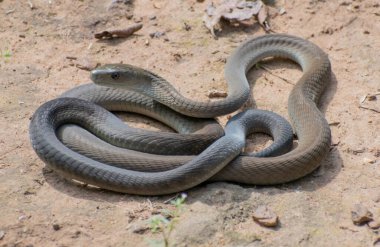 Son derece zehirli bir kara mamba (Dendroaspis polilepis) vahşi doğaya salınırken fotoğraflandı