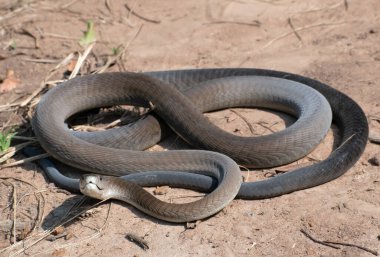 Son derece zehirli bir kara mamba (Dendroaspis polilepis) vahşi doğaya salınırken fotoğraflandı