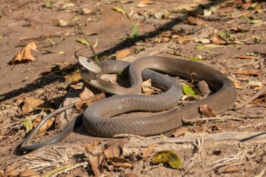 Son derece zehirli bir kara mamba (Dendroaspis polilepis) vahşi doğaya salınırken fotoğraflandı