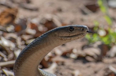 Güzel bir Kara Mamba 'nın (Dendroaspis polylepis)