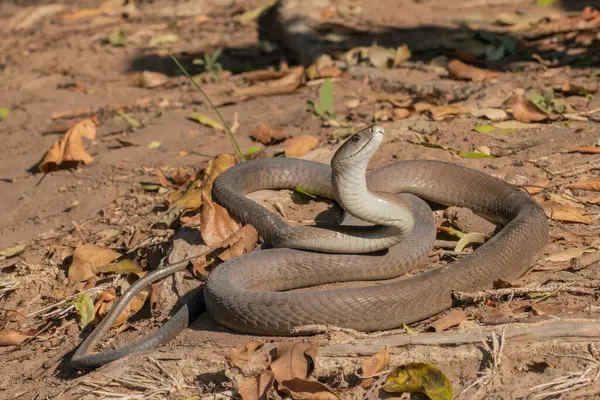 A highly venomous black mamba (Dendroaspis polylepis) photographed as it was released back into the wild