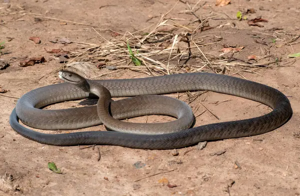 stock image A highly venomous black mamba (Dendroaspis polylepis) photographed as it was released back into the wild