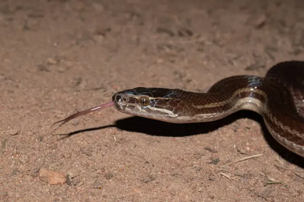 Vahşi doğada güzel kahverengi ev yılanı (Boaedon capensis)