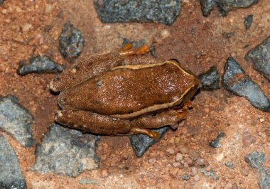 Sarı çizgili Reed Kurbağası (Hyperolius yarı disk)
