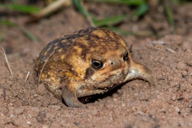 Bushveld yağmur kurbağası (Breviceps adspersus) yerde çukurunu kazıyor