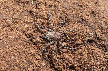 Duvar yengeci örümceği (Selenopidae), ayrıca yassılar olarak da bilinir