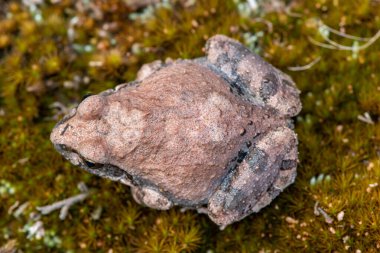 Vahşi doğada Natal kum kurbağası (Tomopterna natalensis)