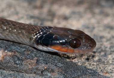 Güzel kırmızı dudaklı bir haberci yılana (Crotaphopeltis hotamboeia) yakın plan, haberci yılan olarak da bilinir.