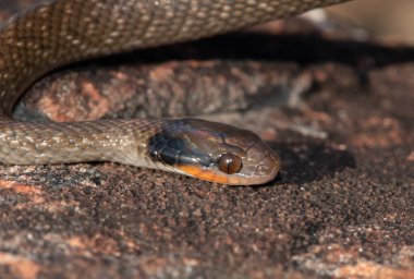 Güzel kırmızı dudaklı bir haberci yılana (Crotaphopeltis hotamboeia) yakın çekim denir.