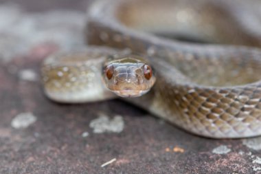 Güzel kırmızı dudaklı bir haberci yılana (Crotaphopeltis hotamboeia) yakın çekim denir.