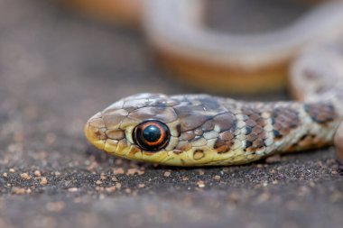 Kısa burunlu Çimen Yılanı (Psammophis brevirostris)