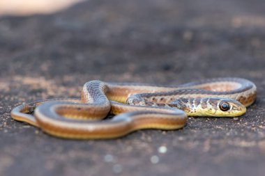 Short-snouted Grass Snake (Psammophis brevirostris) clipart