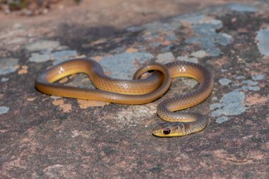 Kısa burunlu Çimen Yılanı (Psammophis brevirostris)