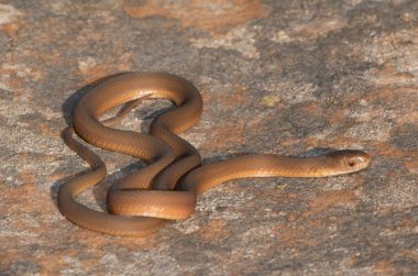 Vahşi doğada güzel bir güney kahverengi yumurta yiyici (Dasypeltis inornata)