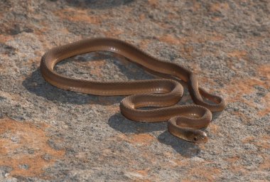 Vahşi doğada güzel bir güney kahverengi yumurta yiyici (Dasypeltis inornata)