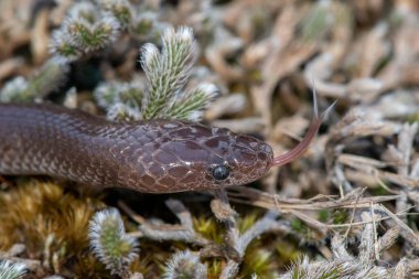 Yaygın Kurt Yılan (Lycophidion capense), ayrıca Pelerin Kurdu Yılanı olarak da bilinir. 