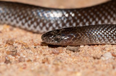Yaygın Kurt Yılan (Lycophidion capense), ayrıca Pelerin Kurdu Yılanı olarak da bilinir. 