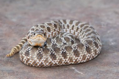 Şirin bir Batı hognose yılanının (Heterodon nasicus)