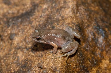 Boettger 'in zarif kurbağası veya sıradan kako (Cacosternum boettgeri)