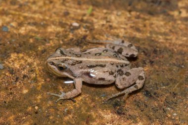 Boettger 'in zarif kurbağası veya sıradan kako (Cacosternum boettgeri)