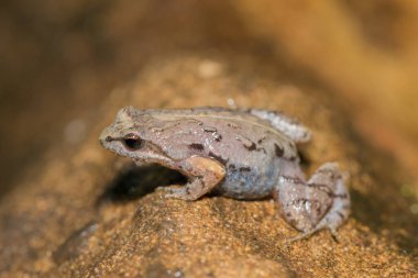 Boettger 'in zarif kurbağası veya sıradan kako (Cacosternum boettgeri)